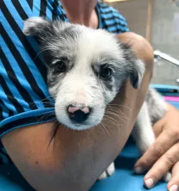 Veterinarska ambulanta Pomurje