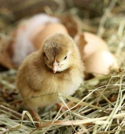 Perutninarstvo Podnanos