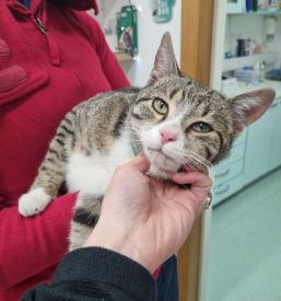 Dober veterinar Posavje