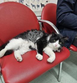 Dober veterinar Dolenjska