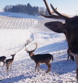 Obisk turistične kmetije s prenočišči