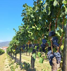 Vipavska vina na Goriškem