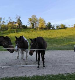 Športno jahanje Ljubljana, okolica