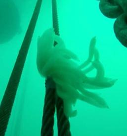 Pretvorba energije v elektriko Pomurje