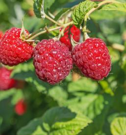 Prodaja malin na debelo Štajerska