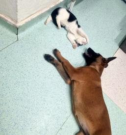 Dober veterinar Posavje, Dolenjska