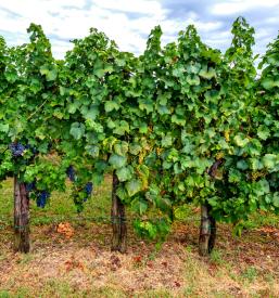 Degustacija vin goriška regija