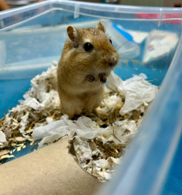 Dober veterinar za pse Murska Sobota, Pomurje