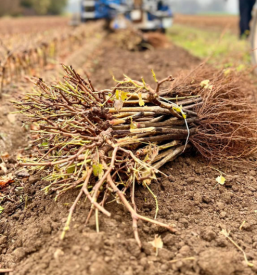 Pridelava trsnih cepljenk za vinograde