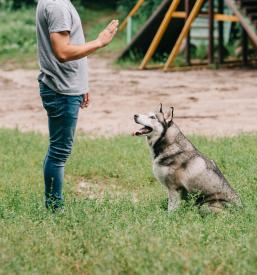 Vzgoja in socializacija psov Maribor