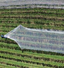 Nakup ekoloških sadik Ljubljana