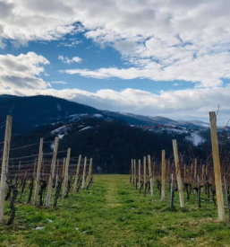 Prodaja cepljenk in sadik trte Posavje