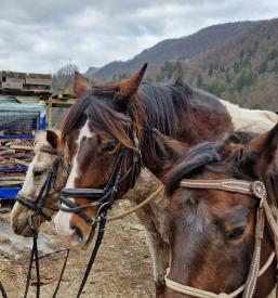 Športno jahanje Zasavje