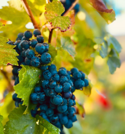 Kakovostne cepljenke vinske trte