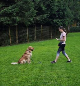 Dobra šola za pse Zasavje