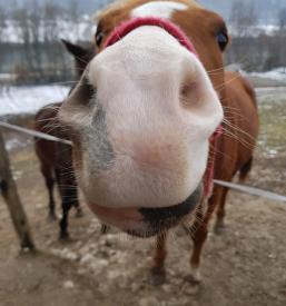 Rekreativno jahanje Zasavje