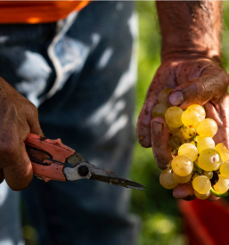 Degustacija vin Medana
