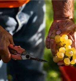 Degustacija vin Medana