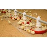 Pintarič Marija d.d.k.