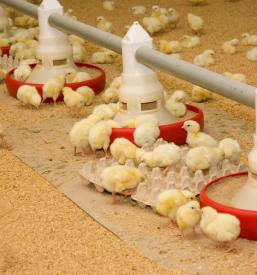 Reja in prodaja perutnine Podravska