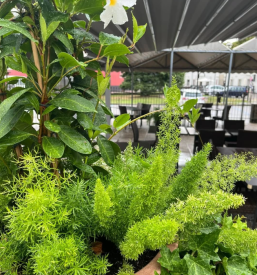 Cenik za malice in kosila Sežana