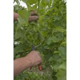 Turistična kmetija Vituš