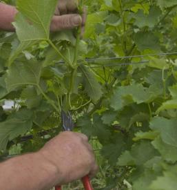 Kmetija z vinom in pogostitvijo Goriška