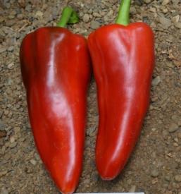 Prodaja kvalitetne zelenjave Ljubljana