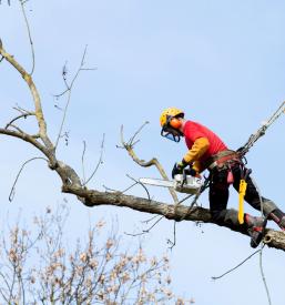 Obrezovanje težje dostopnih dreves Lesce