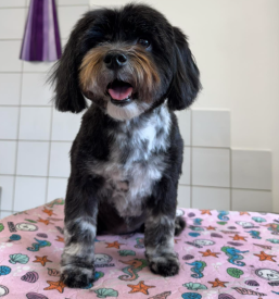 Salon za striženje psov Murska Sobota