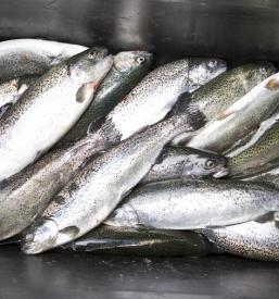 Ribe na dom Dolenjska