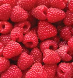 Prodaja malin na debelo