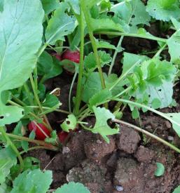 Sadje, zelenjava Primorska