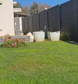 Čuvanje psa