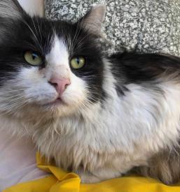 Dober veterinar Kras