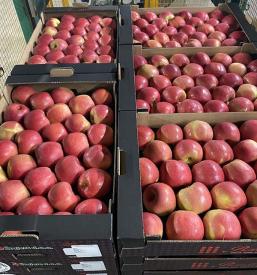 Veleprodaja jabolk Štajerska, Slovenija