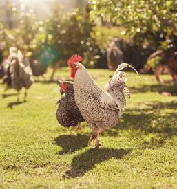 Prodaja domačega perutninskega mesa Pomurje