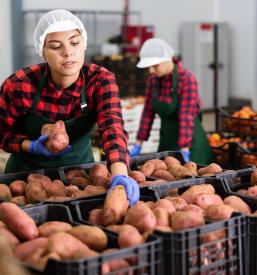 Dehydration of potato