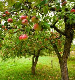 Nega sadnega drevja Ljubljana