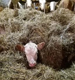 Klavnica in ekološka kmetija Dobje, Savinjska