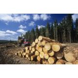 Gozdarske storitve, Anže Pistotnik s.p.