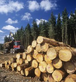 Hiter posek in spravilo lesa Ljubljana, okolica