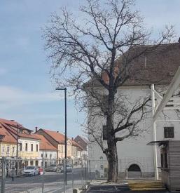 Kvalitetno urejanje okolice Savinjska