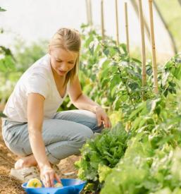 Sveža zelenjava s kmečkega turizma Mislinja
