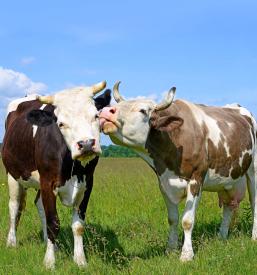 Svetovanje o zaščiti živali Slovenija, tujina