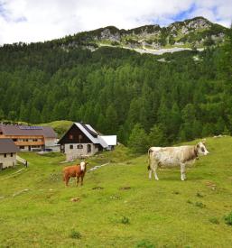 Govedoreja Savinjska