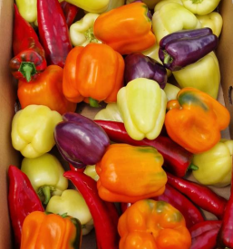 Lokalna pridelava zelenjave Koroška