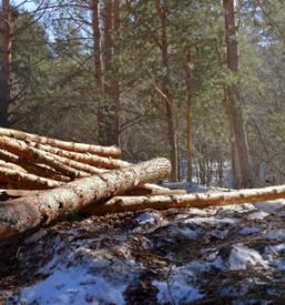 Kvaliteten posek in spravilo lesa Grosuplje, Dolenjska