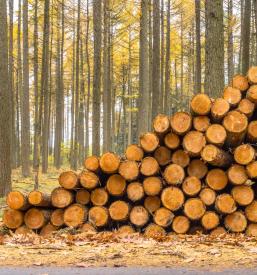 Kvalitetne gozdarske storitve Ljubljana, okolica