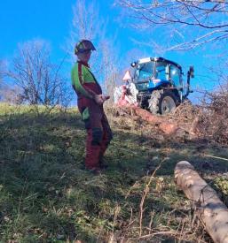 Kdaj posekati drevo za drva?